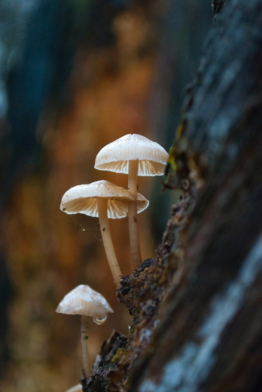 Can Chickens Eat Mushrooms