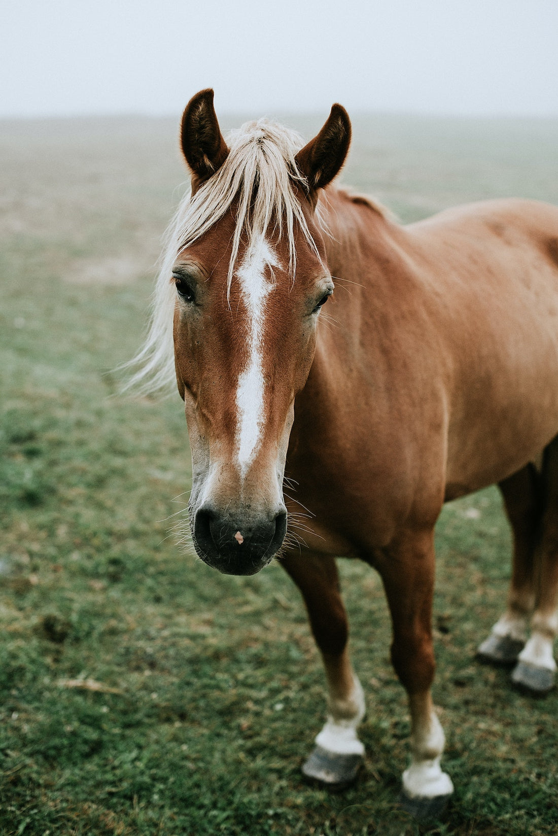 Can Horses Eat Onions?