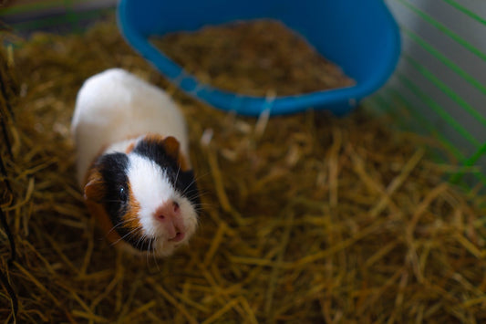 Can Guinea Pigs Eat Cilantro?