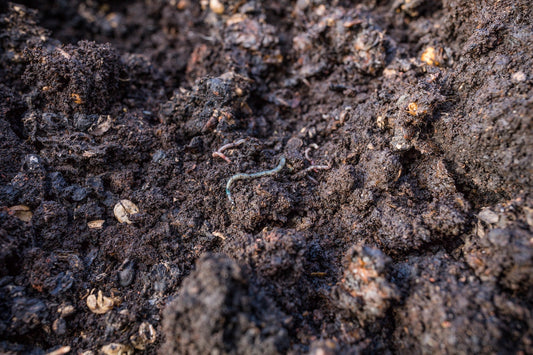 Can Chickens Eat Earthworms