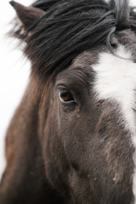 Can Horses Eat Pumpkin?