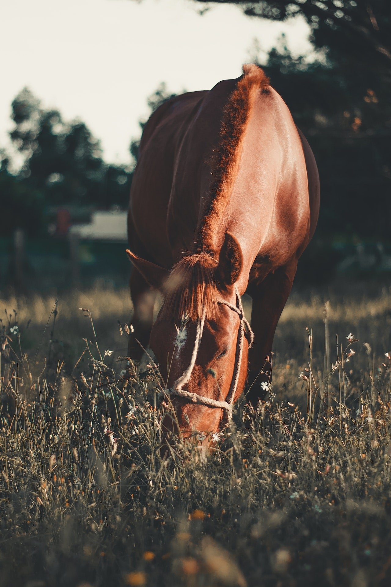 Can Horses Eat Ryegrass