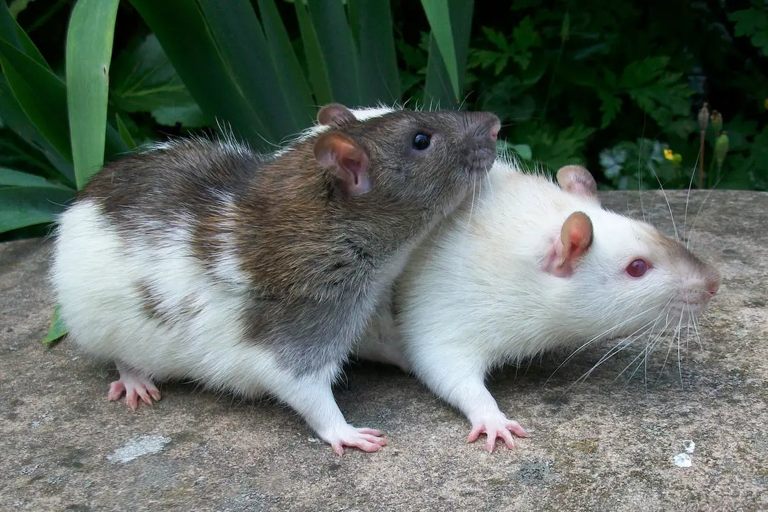 Can Rats Eat Cabbage?