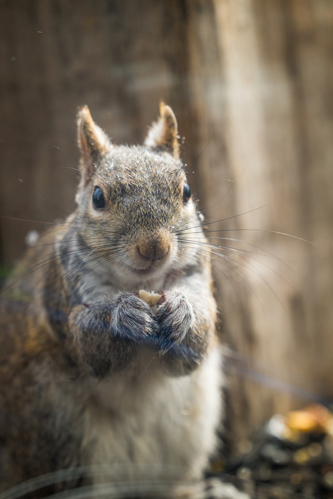 Can Squirrels Eat Raisins