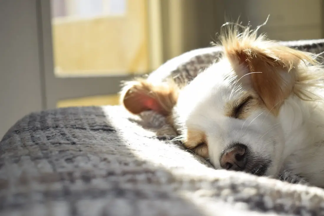 Why Do Dogs Twitch In Their Sleep?