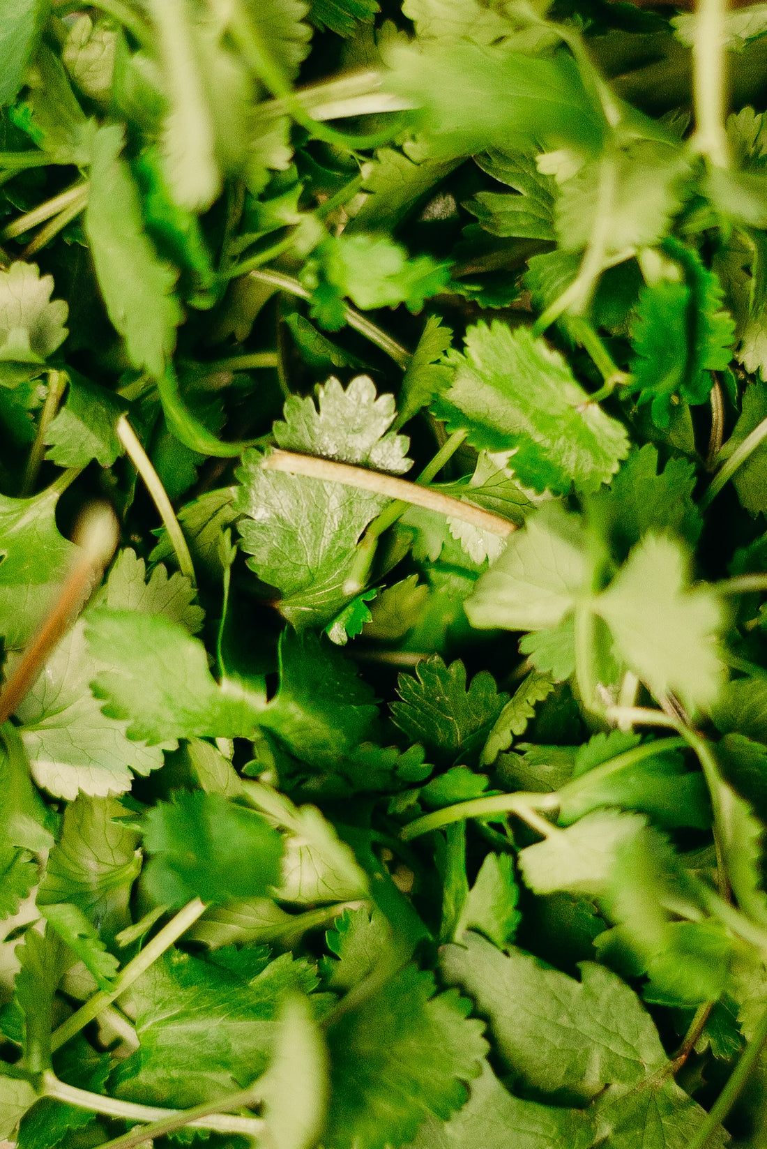 Can Dogs Eat Cilantro?