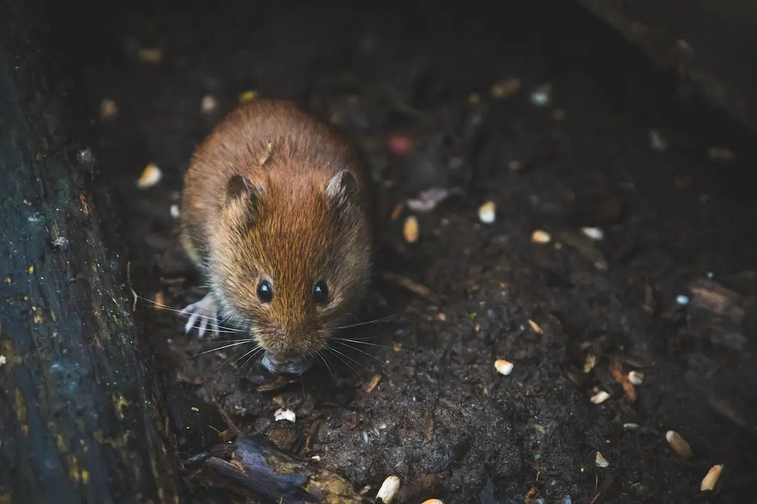 Can Rats Eat Nutella?