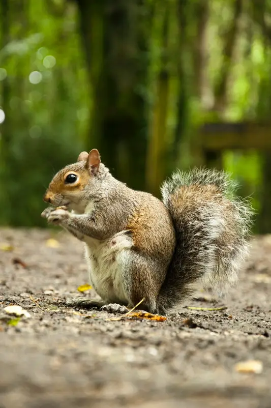 Can Squirrels Eat Spicy Food?