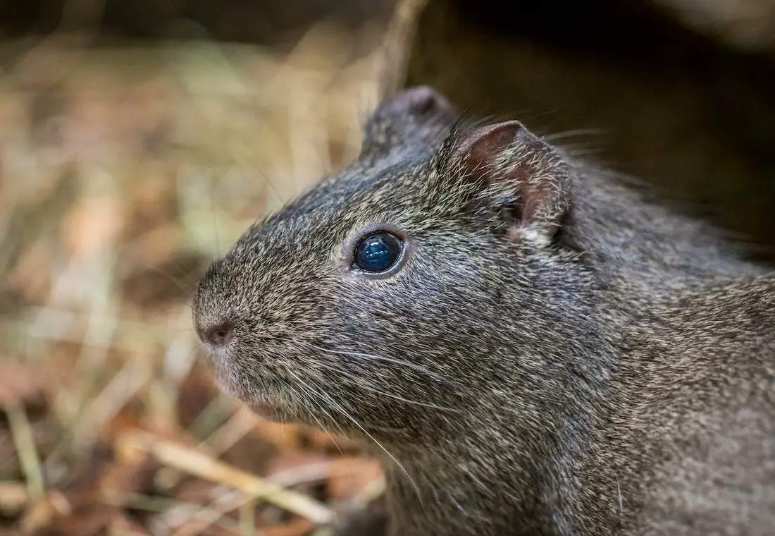 Can Rats Eat Lettuce?