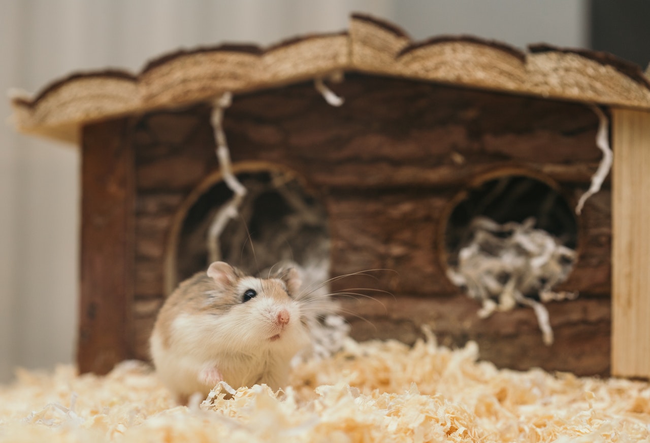 Can Hamsters Eat Quinoa?