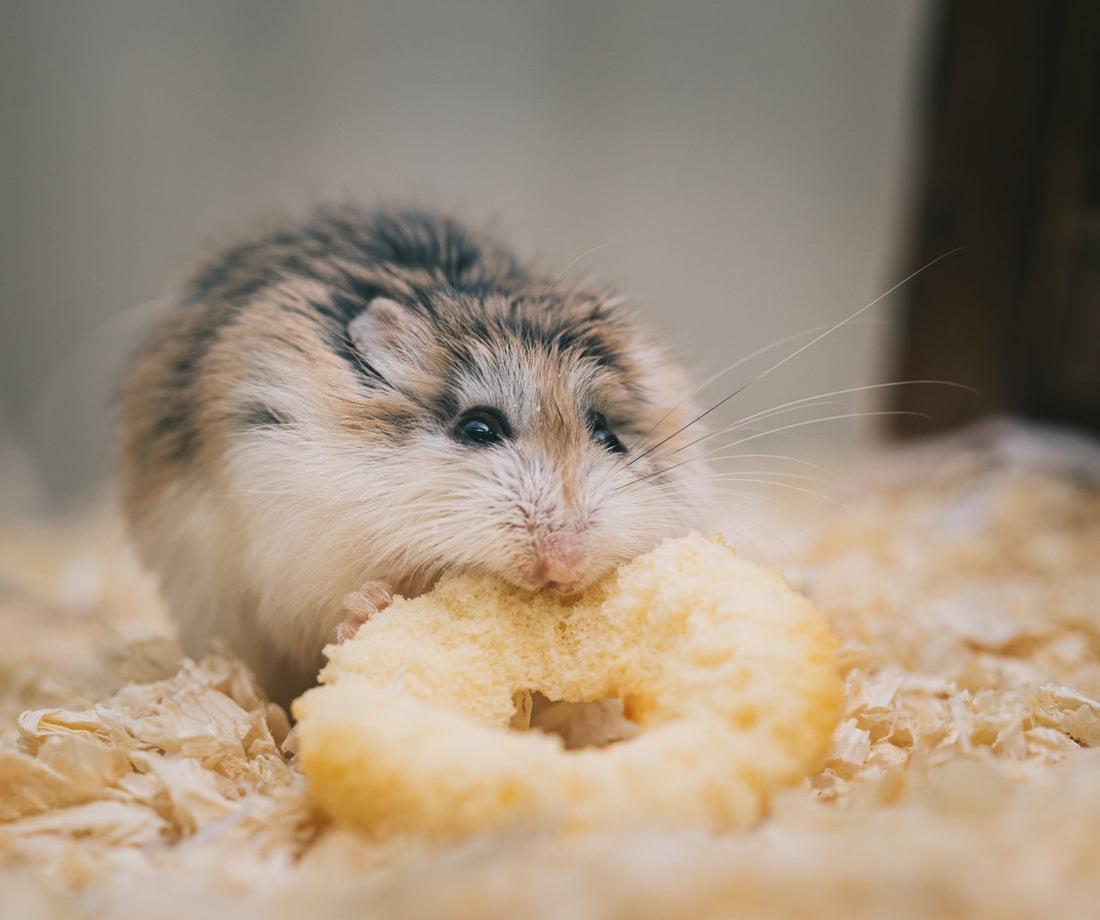 Can Hamsters Eat Bread?