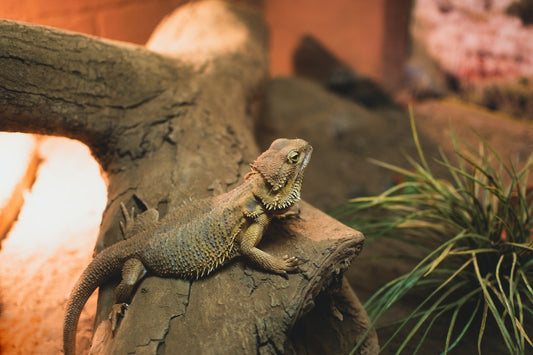 Can Bearded Dragon Eat Aloe?