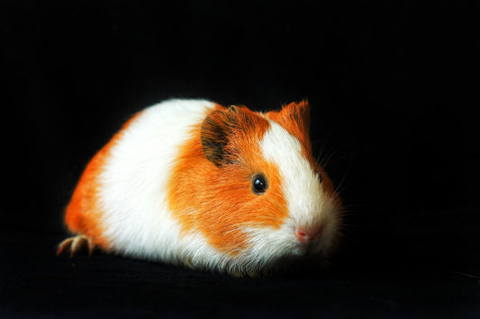 Can Guinea Pigs Eat Cheese?