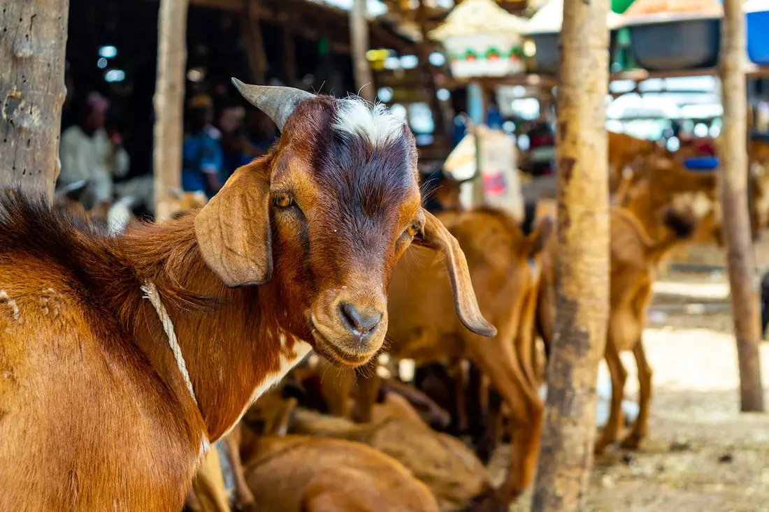 Can Goats Eat These Foods?
