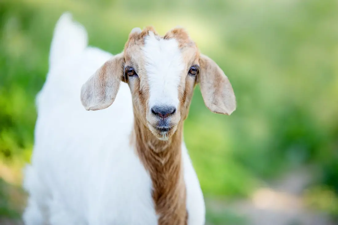 Can Goats Eat Flowers?