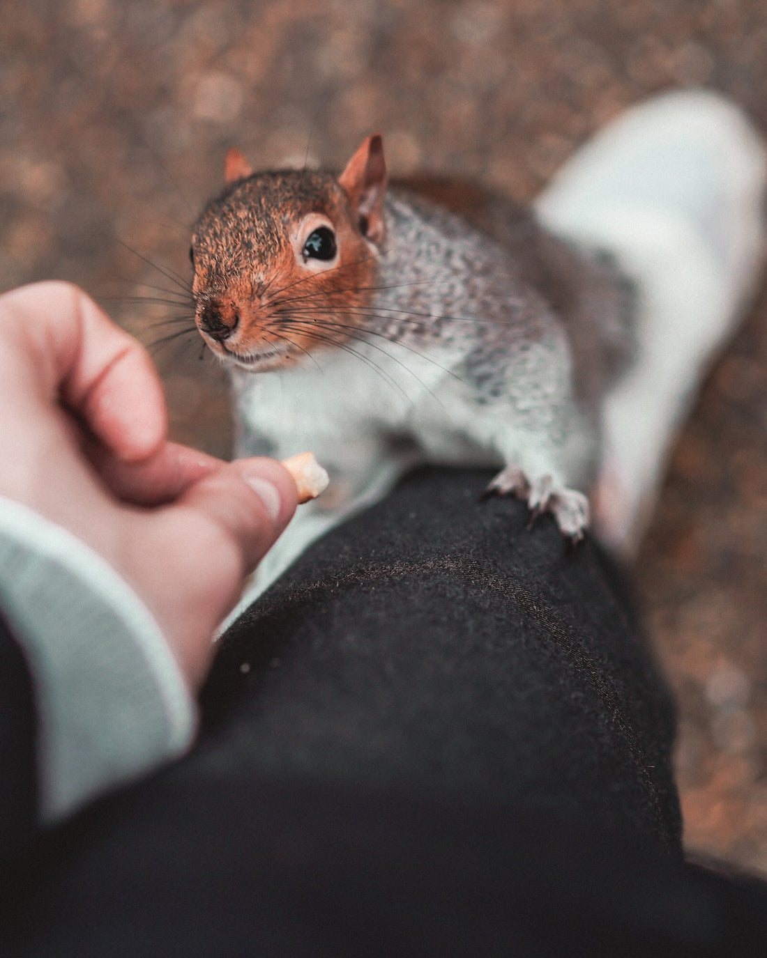 Can Squirrels Eat Walnuts?