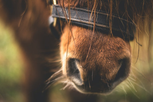 Can Horses Eat Popcorn?