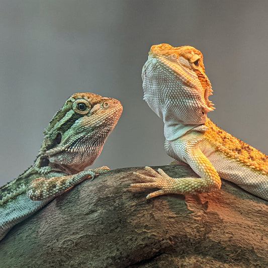 Can Bearded Dragons Eat Brussel Sprouts?