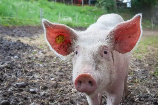 Can Pigs Eat Banana Skins?