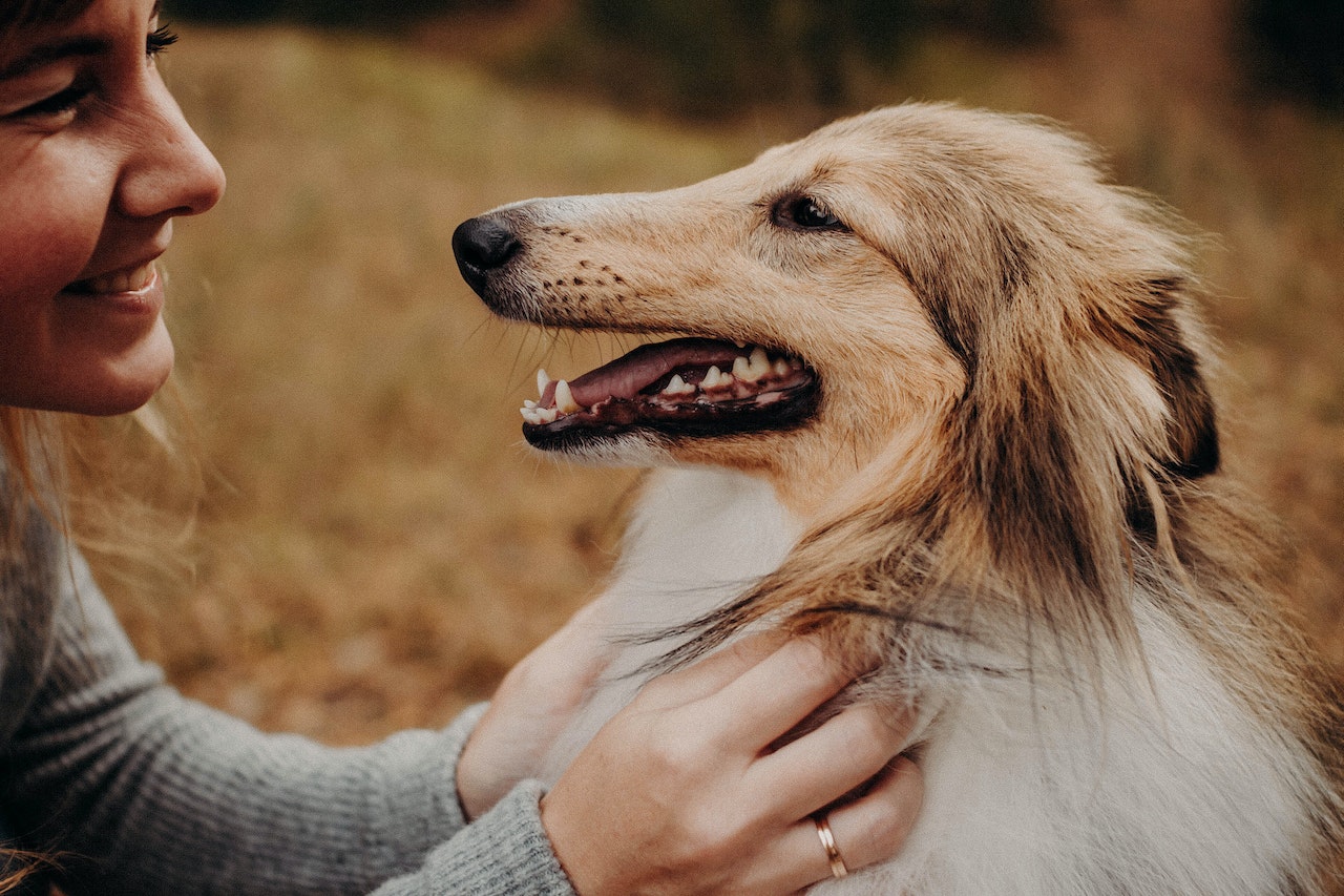 Can Dogs Fall in Love?