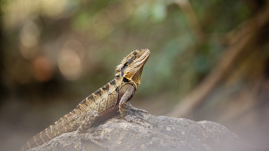 Can Bearded Dragon Eat Butternut Squash?