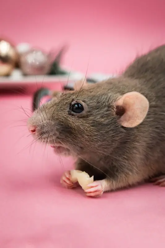 Can Rats Eat Mandarin?