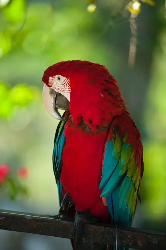 Can parrots eat blackberries?