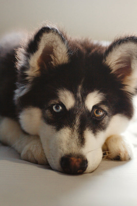 Can Dogs Eat Clams?