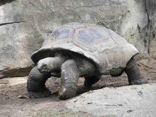 Can Tortoises Eat Cabbage?