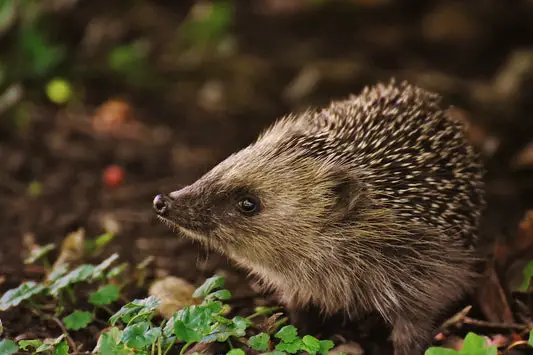 Can Hedgehogs Eat Crickets?