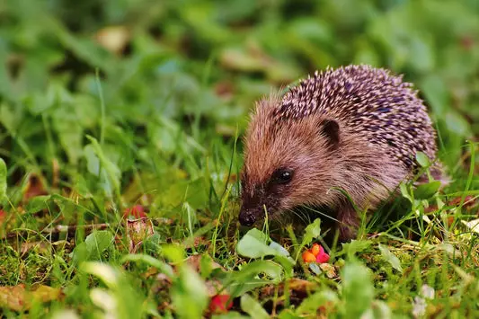 Can Hedgehogs Eat Dog Food?