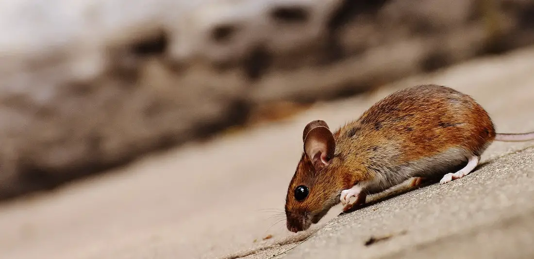 Can Rats Eat Mint?