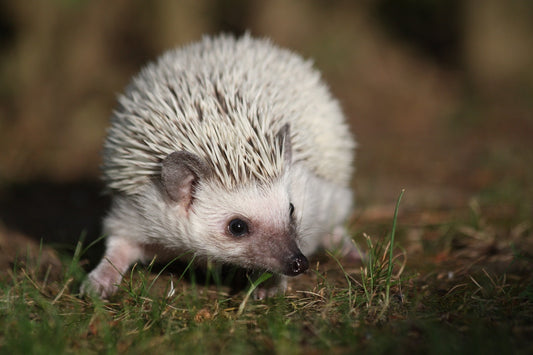 Can Hedgehogs Eat Bacon?