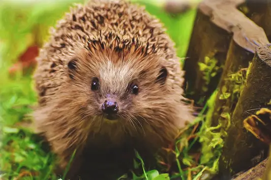 Can Hedgehogs Eat Asparagus?