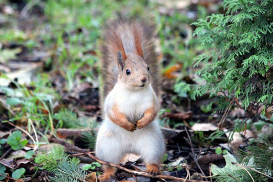 Can Squirrels Eat Yogurt?