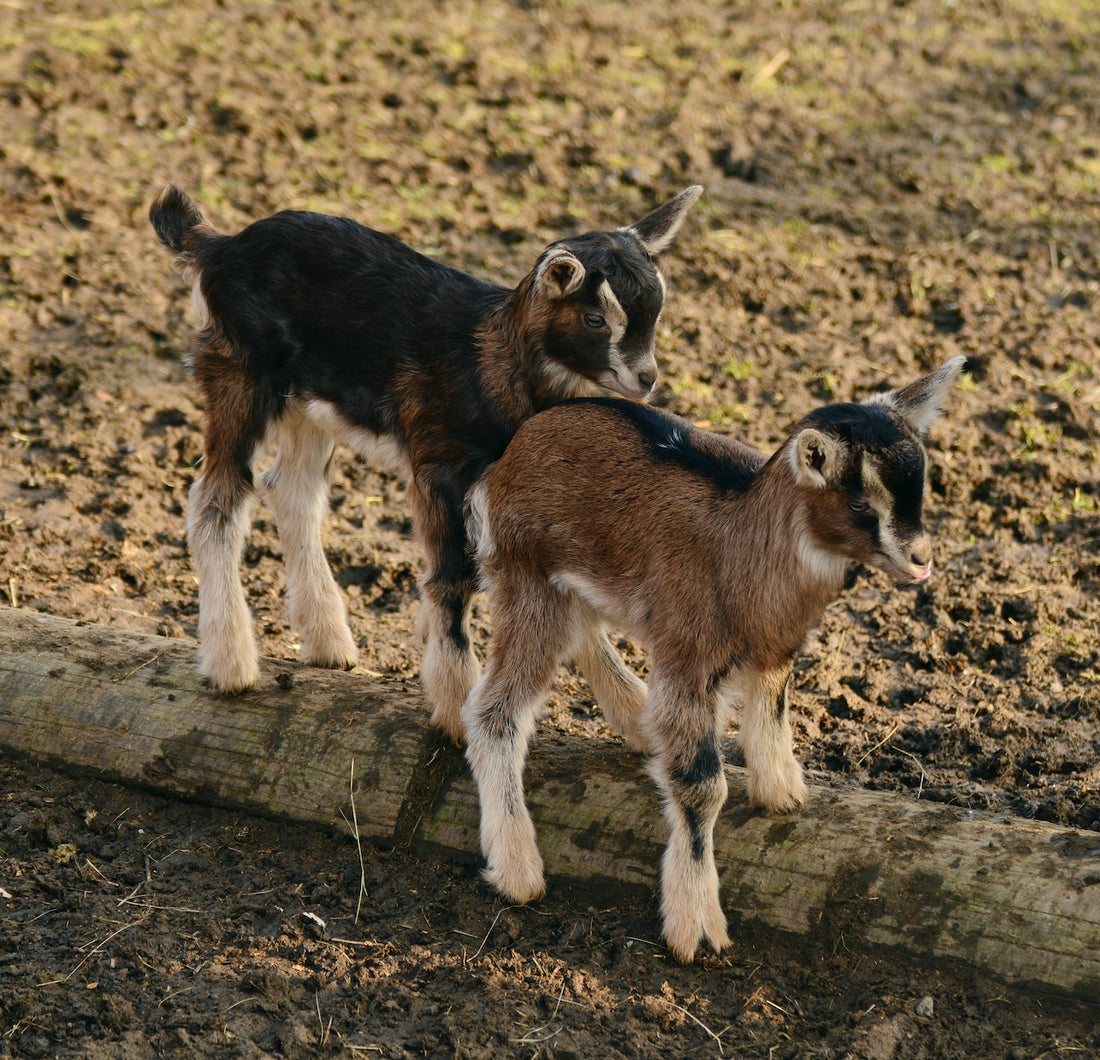 Can Goats Eat Hostas?