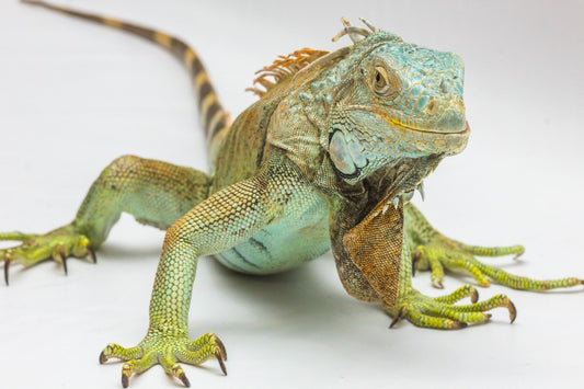 Can Iguanas Eat Bananas?