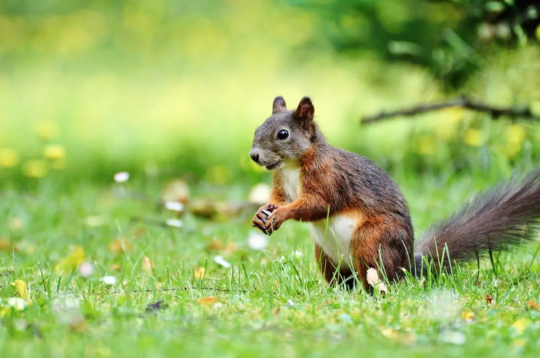 Can Squirrels Eat Yam Berries?