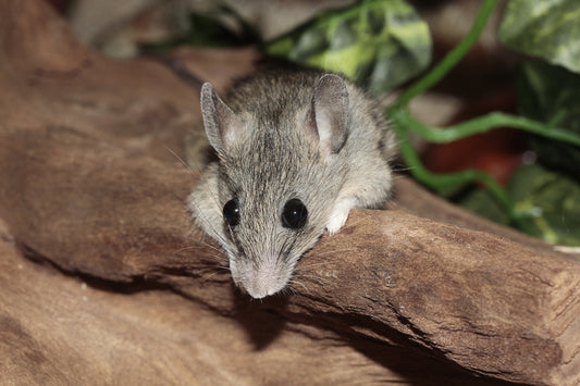 Can Rats Eat Marshmallow?