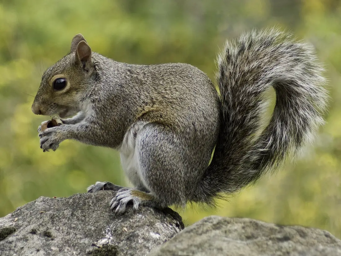Can Squirrels Eat Trail Mix?