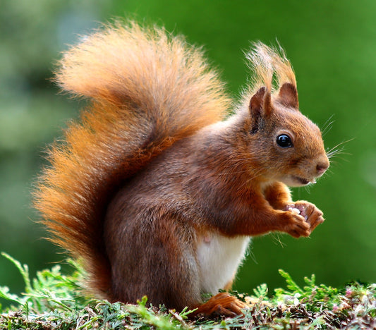 Can Squirrels Eat Wheat? 