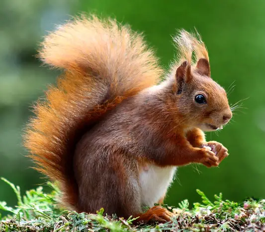 Can Squirrels Eat Raspberries