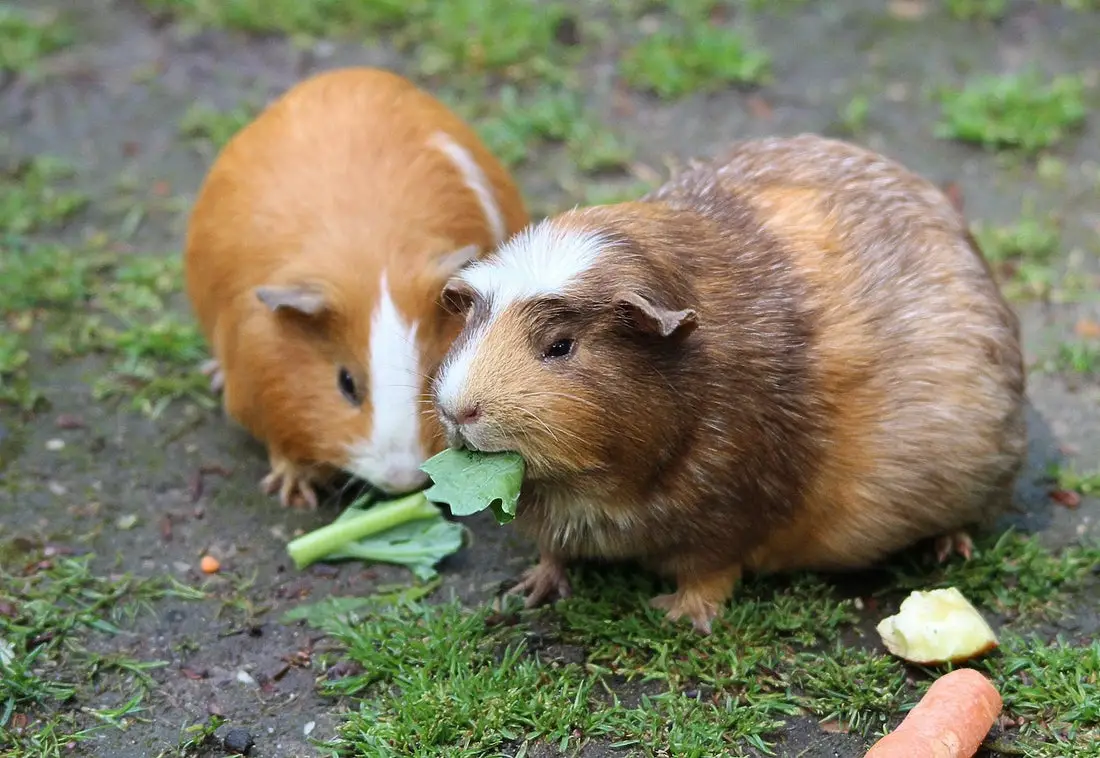 Can Guinea Pigs Eat Parsnips