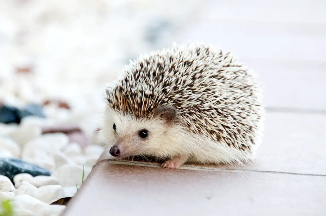 Can Hedgehogs Eat Bell Peppers?