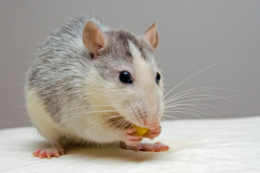 Can Rats Eat Olives?