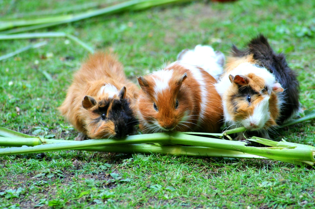 Can Guinea Pigs Eat Swede