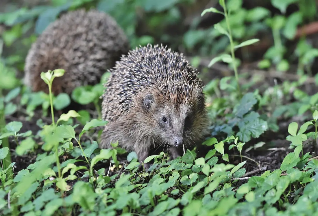 Can Hedgehogs Eat Brocolli?