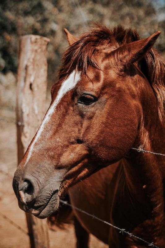 Can Horses Eat Quavers?