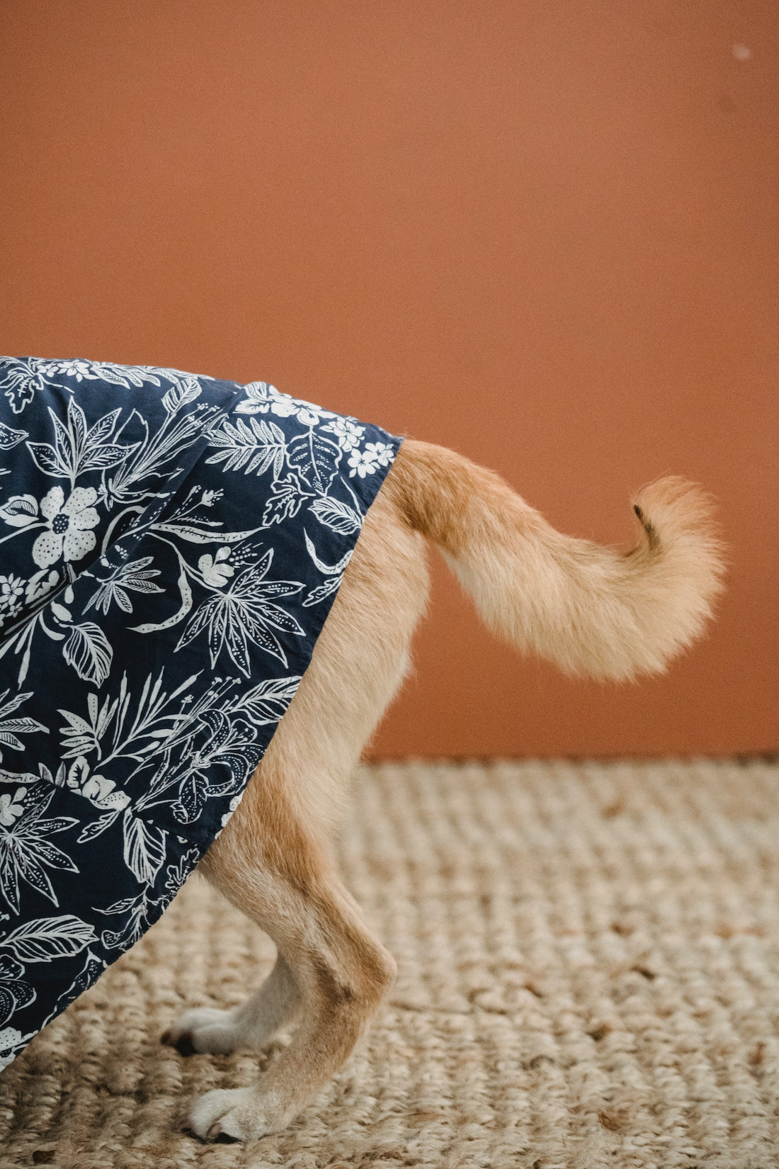Can Dogs Control Their Tails?
