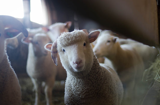 Can Sheep Eat These Foods?